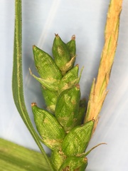 Carex grisea
