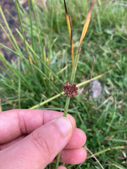 Juncus conglomeratus, photograph author not stated, no rights reserved