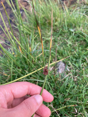 Juncus conglomeratus, photograph author not stated, no rights reserved