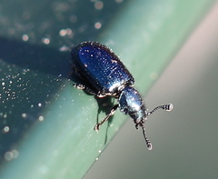 Necrobia violacea