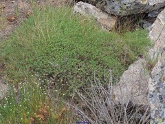 Thymus zygis