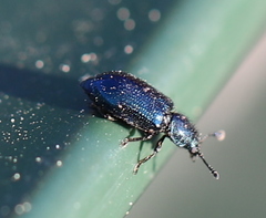 Necrobia violacea