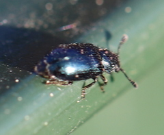 Necrobia violacea