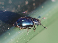 Necrobia violacea