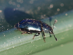 Necrobia violacea