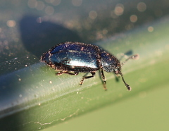 Necrobia violacea