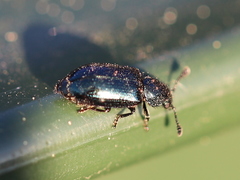 Necrobia violacea