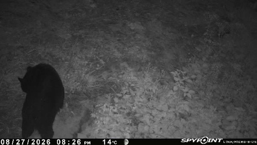 Black Bear sighting near Queen Elizabeth II Wildlands Provincial Park