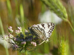 Melanargia arge