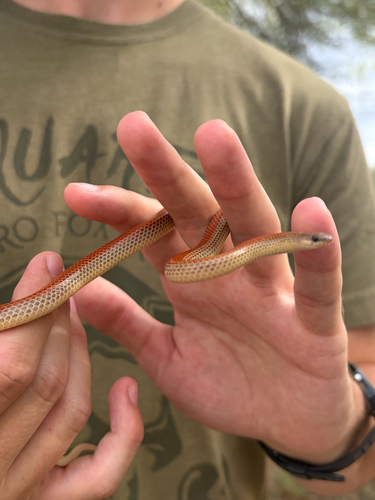 Ground Snake