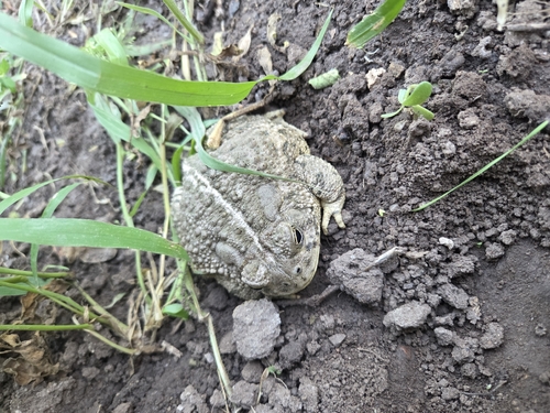 Woodhouse's Toad