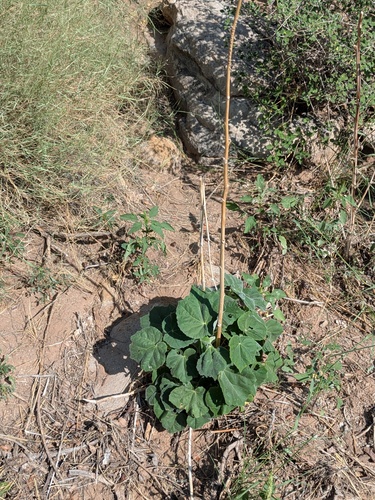 Abutilon mollicomum, photograph 5