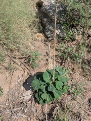 Abutilon mollicomum, photograph (c) Eric Knight, some rights reserved (CC BY)