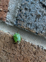 Palomena prasina