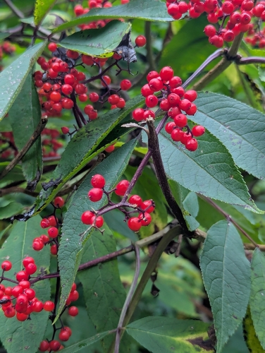 red-berried elder