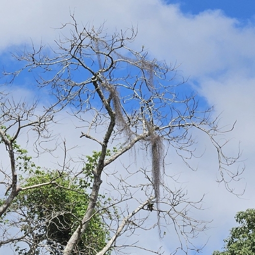 Spanish moss