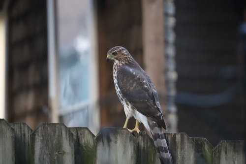 Cooper's Hawk