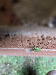 Palomena prasina