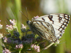 Melanargia arge