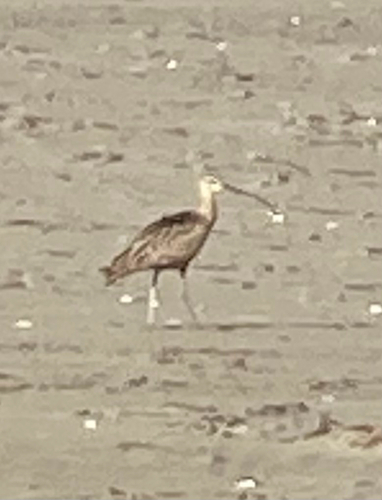 Long-billed Curlew