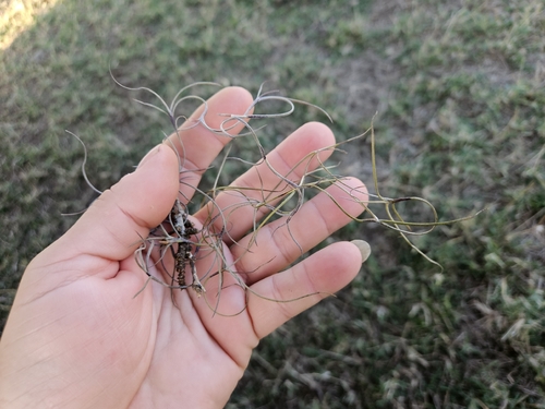 Spanish moss