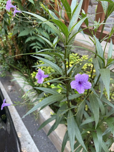 Mexican Ruellia