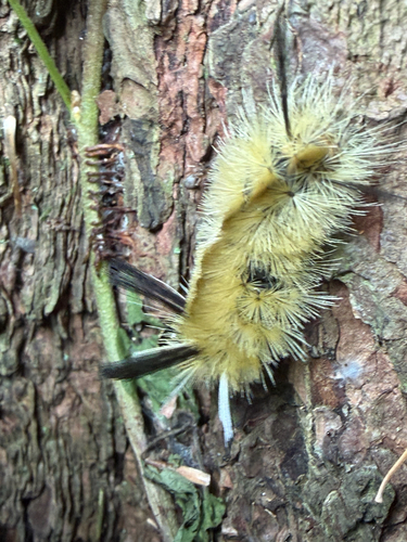 Banded Tussock Moth (Halysidota tessellaris)