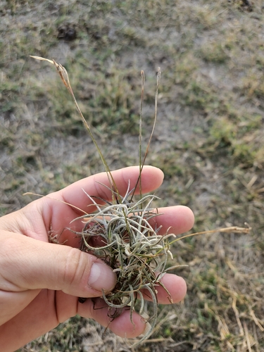 ballmoss