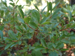 Vaccinium cespitosum, photograph author not stated, no rights reserved
