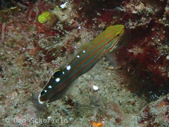 Koumansetta rainfordi