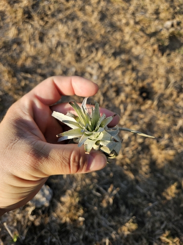 Tillandsia gardneri