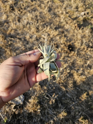 Tillandsia gardneri, photograph 3