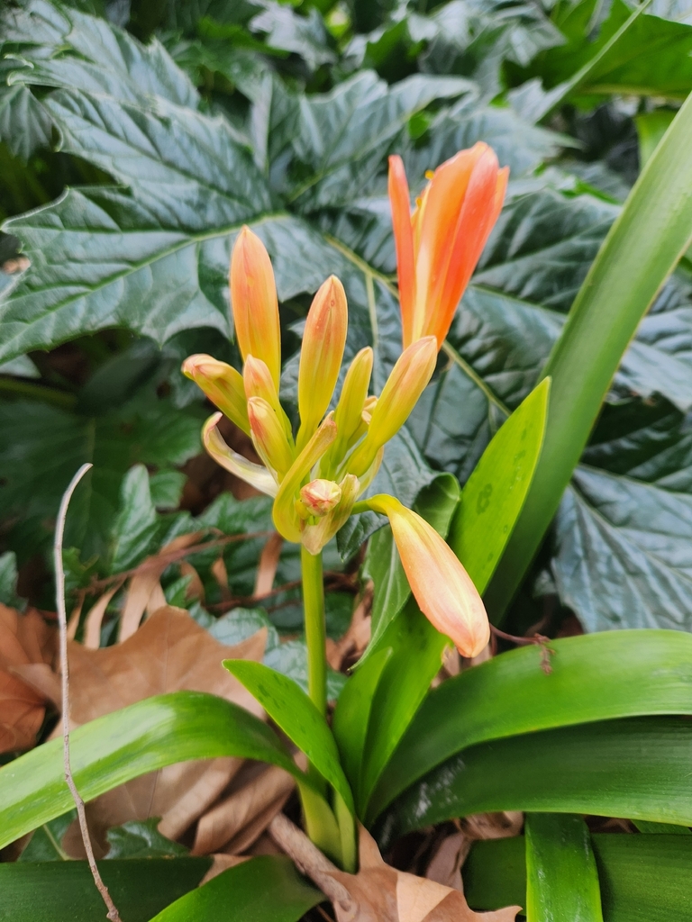 Quân tử lan – Clivia miniata