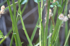 Baccharis sagittalis