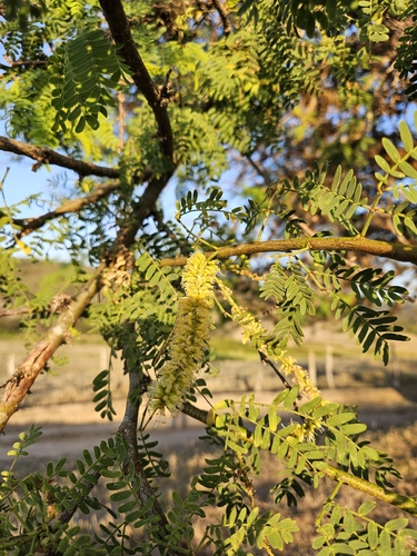 mesquite
