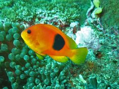 Amphiprion ephippium