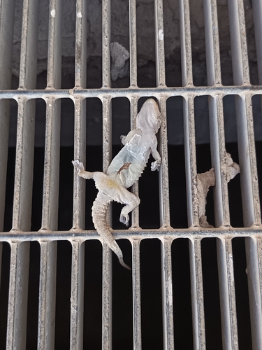 Moorish Gecko