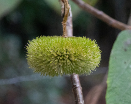 Apeiba tibourbou
