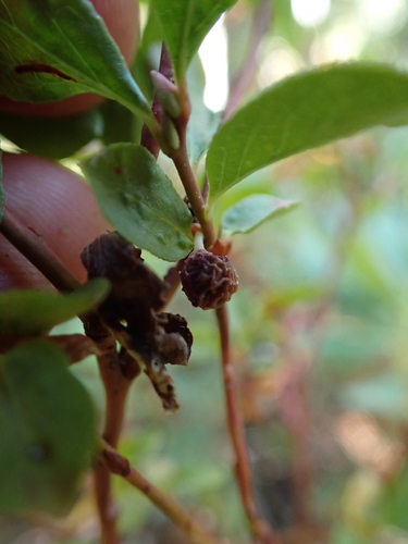 Vaccinium cespitosum, photograph 4