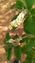 Croton heliotropiifolius