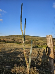 (c) Celso Henrique Varela Rios, some rights reserved (CC BY) Pilosocereus pentaedrophorus, photograph (c) Celso Henrique Varela Rios, some rights reserved (CC BY)