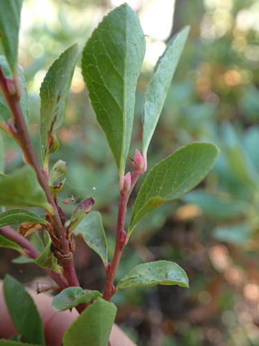 Vaccinium cespitosum, photograph 6