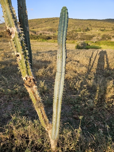 Pilosocereus pentaedrophorus, photograph 6