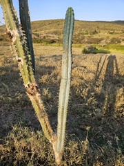 Pilosocereus pentaedrophorus, photograph (c) Celso Henrique Varela Rios, some rights reserved (CC BY)