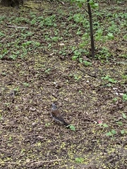 Turdus pilaris