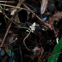 Orchid (Cranichis)