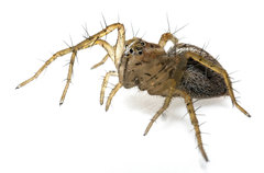 Oxyopes