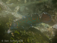 Synchiropus splendidus