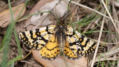 Eurranthis plummistaria