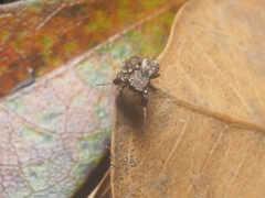 Harmochirus brachiatus